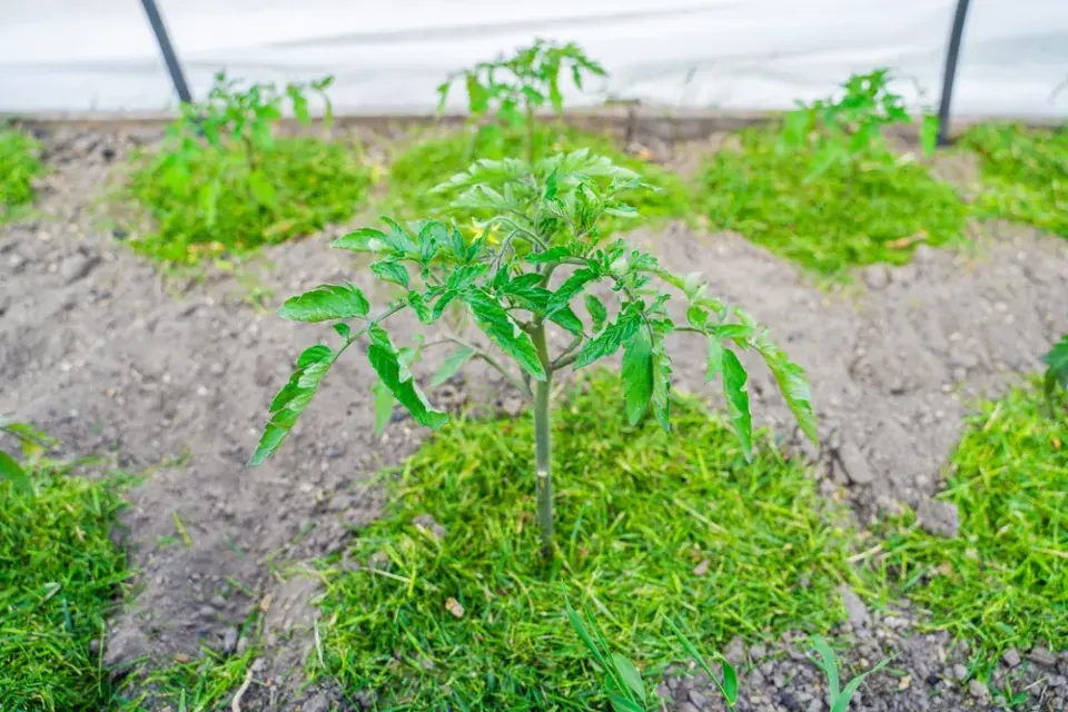 Pravidla mulčování posečenou trávou: Kde pomůže a kdy může škodit