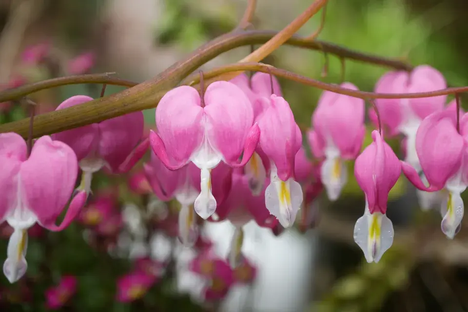 Srdcovka nádherná (Lamprocapnos spectabilis)