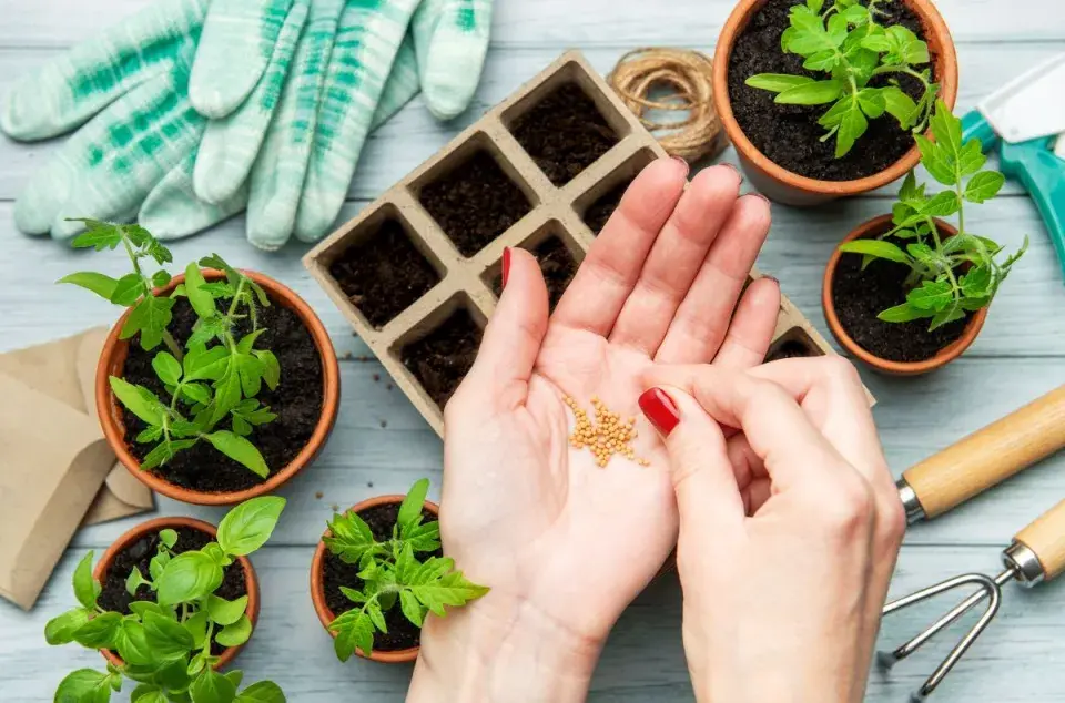 Při nákupu osiva buďte opatrní