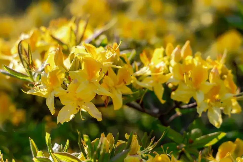 Japonské azalky: Inspirace z barevné zahrady