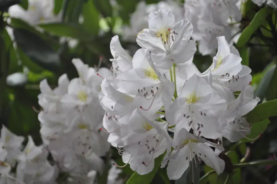  Odrůdy rododendronů v plné kráse: Inspirace pro vaši zahradu