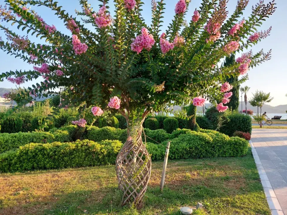 Pukol speciálně zapěstovaný