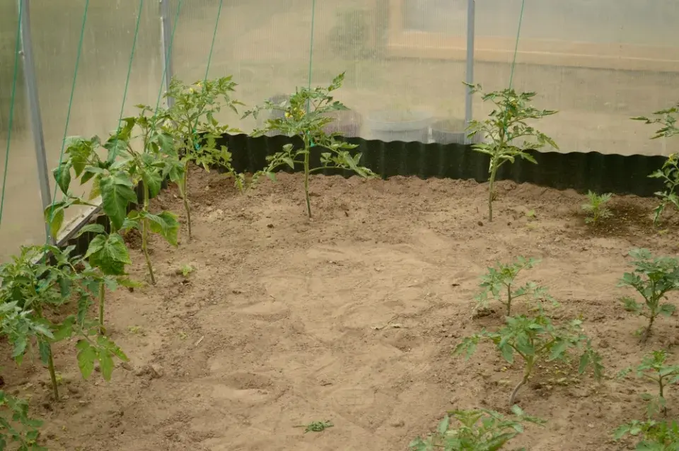 Pěstování v písku krok za krokem: Inspirace a výsledky, které vás překvapí