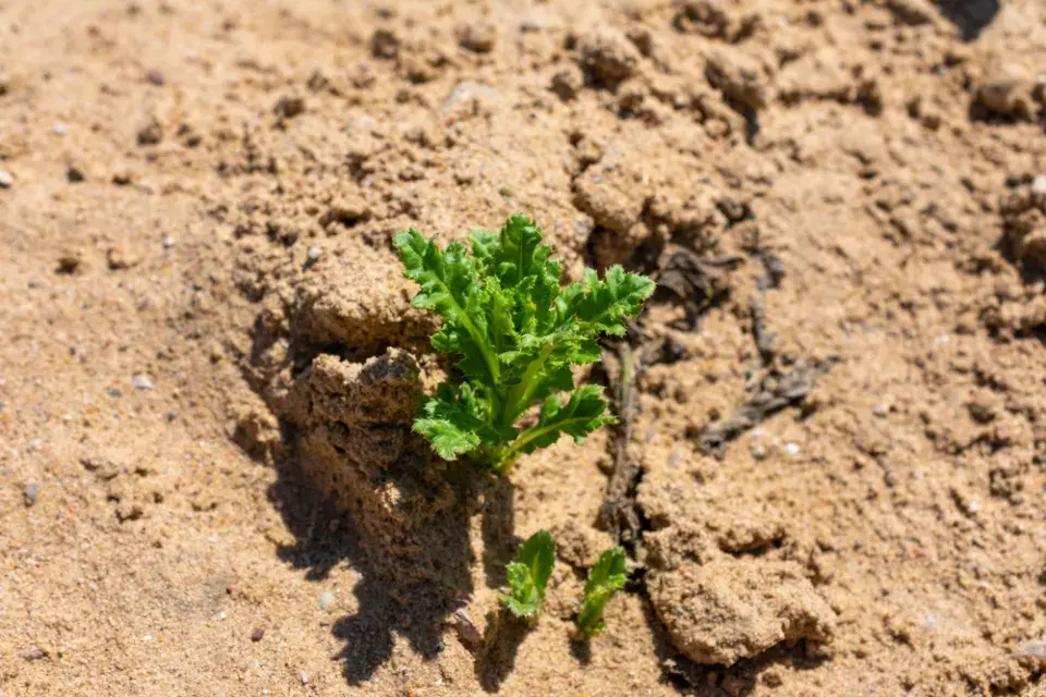 Pěstování v písku krok za krokem: Inspirace a výsledky, které vás překvapí