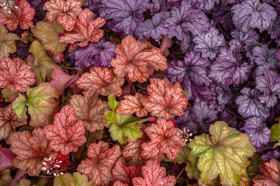 Dlužicha krvavá (Heuchera sanguinea) 