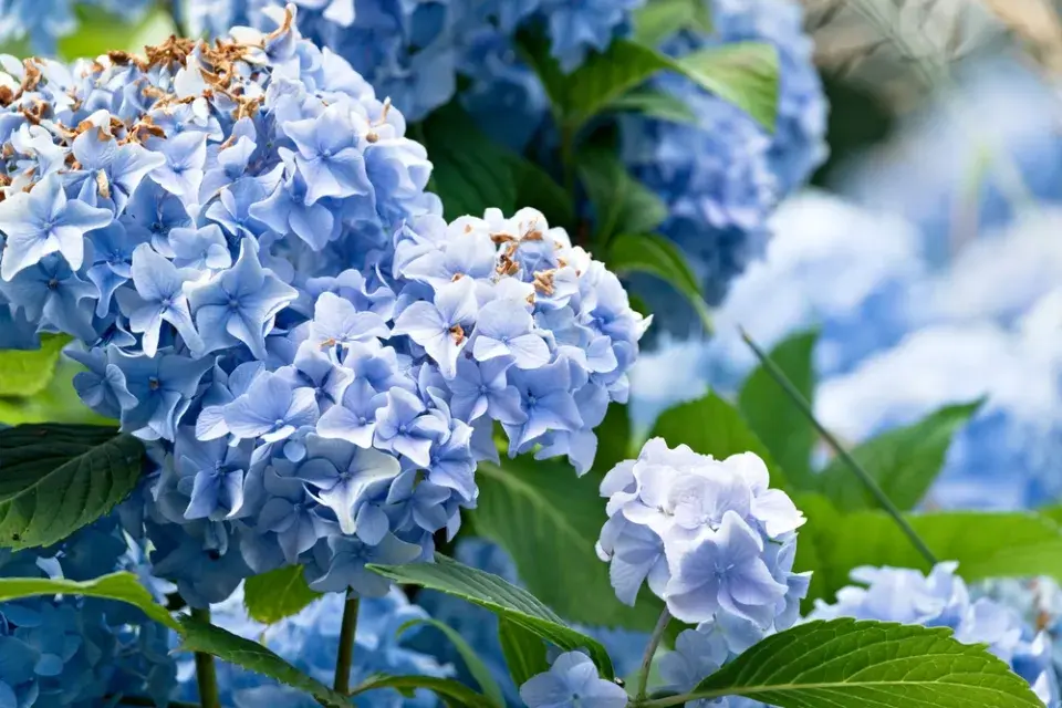 Chcete opravdu modrou hortenzii? Tohle rozhoduje o barvě květů víc než sazenice z obchodu
