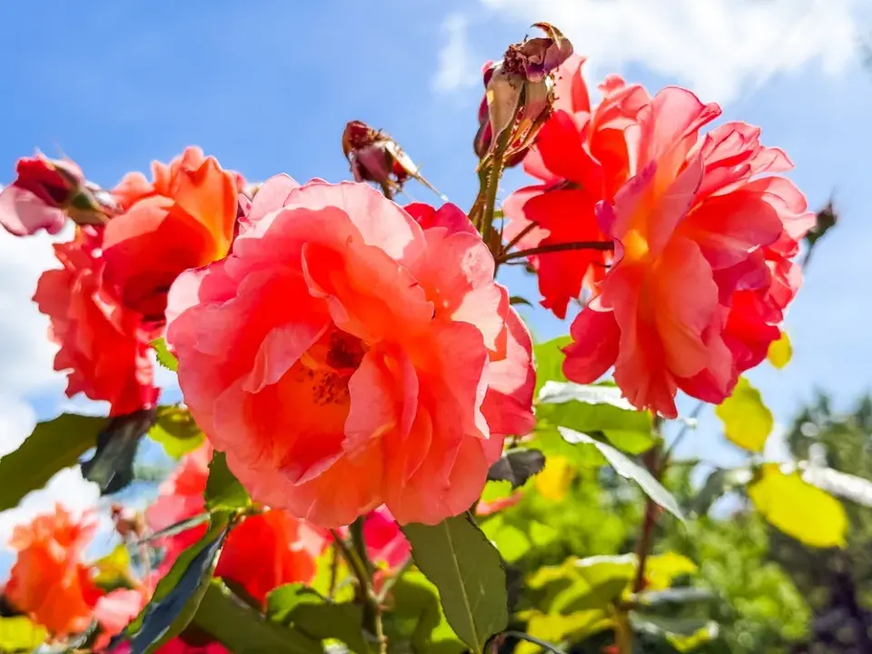 Správní sázení růží, díky kterým pokvetou jako z katalogu