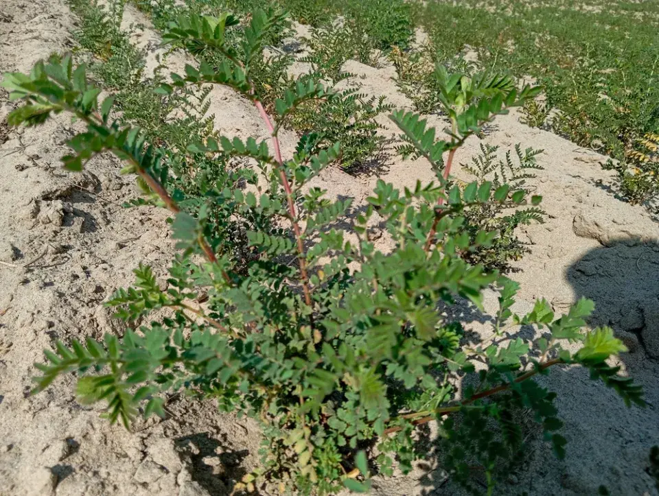 Pěstování v písku krok za krokem: Inspirace a výsledky, které vás překvapí