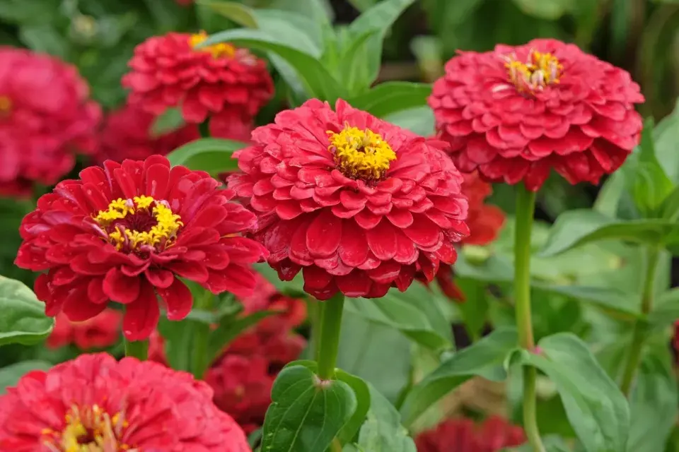 ostálka lepá, cínie (Zinnia elegans) 