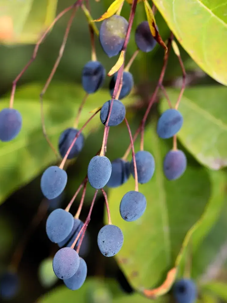 bělas viržinský (Chionanthus virginicus) 