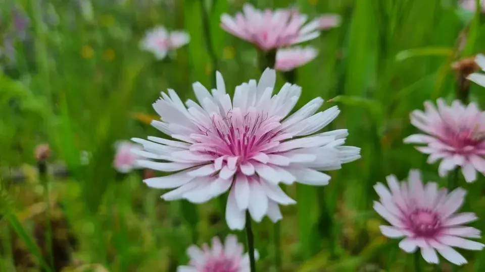 Škarda červená (Crepis rubra) 