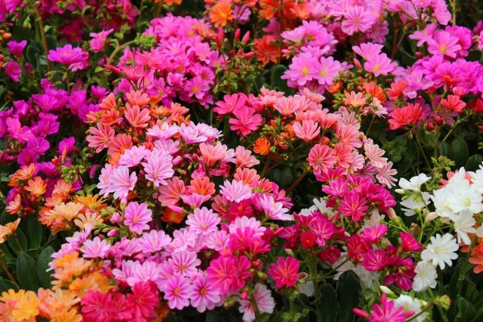 levisie květnatá (Lewisia cotyledon)