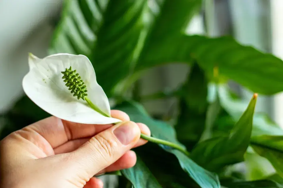 Foto 5 k článku Zaschlé špičky listů nejsou náhoda: Stačí jedna změna a rostliny se vzpamatují