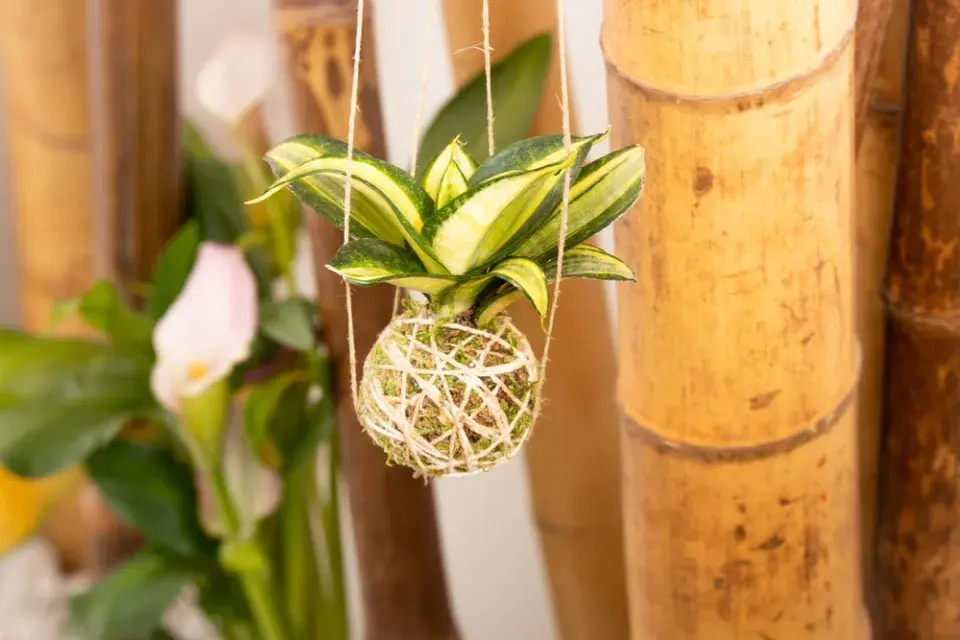 Nápady na kokedamy: Mechové koule, které nahradí květináče