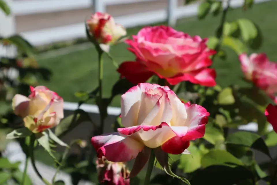 Správní sázení růží, díky kterým pokvetou jako z katalogu