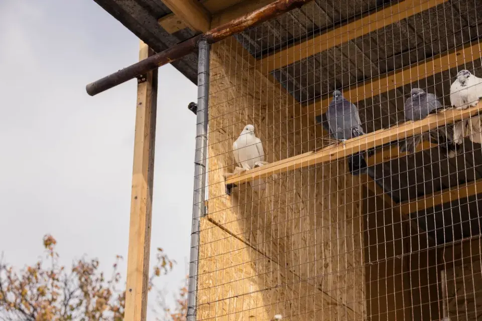 Holubi na střeše i parapetu: Jak vypadají škody a co proti nim funguje
