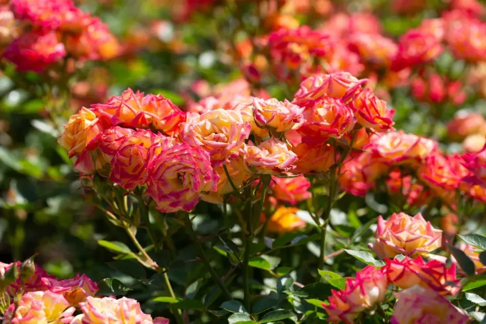 Správní sázení růží, díky kterým pokvetou jako z katalogu