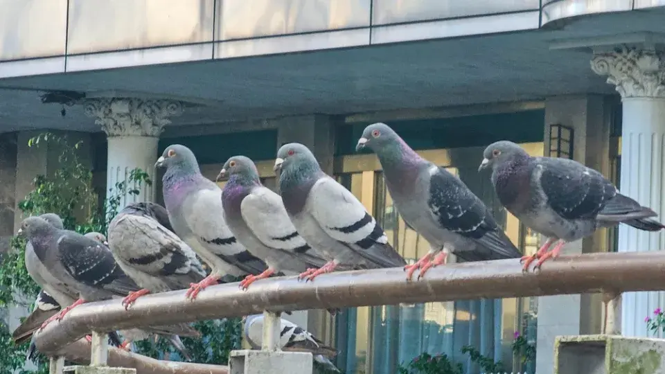 Holubi na střeše i parapetu: Jak vypadají škody a co proti nim funguje
