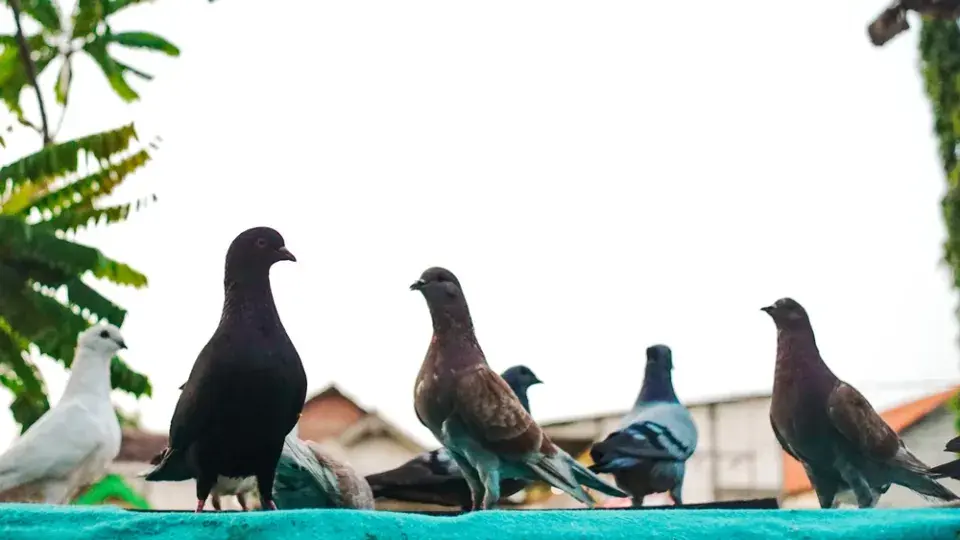 Holubi na střeše i parapetu: Jak vypadají škody a co proti nim funguje