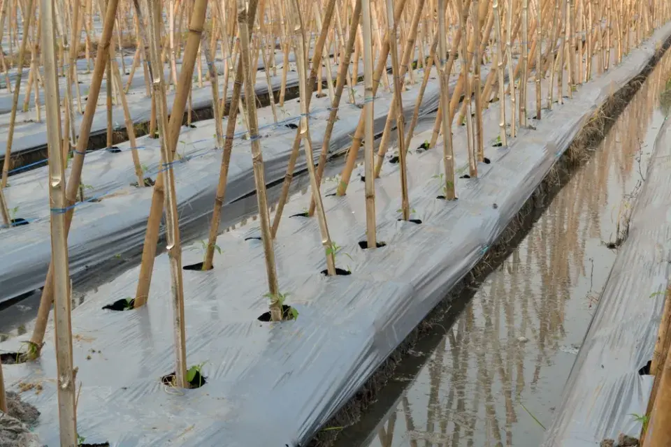 Rajčatový stan je důkazem, že i jednoduché pěstování rajčat může mít velký efekt
