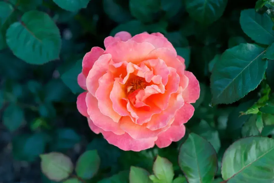 Správní sázení růží, díky kterým pokvetou jako z katalogu