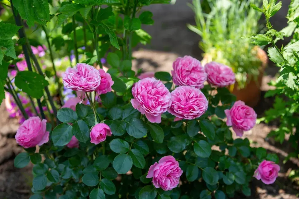 Správní sázení růží, díky kterým pokvetou jako z katalogu