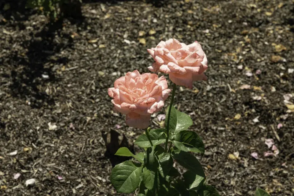 Správní sázení růží, díky kterým pokvetou jako z katalogu