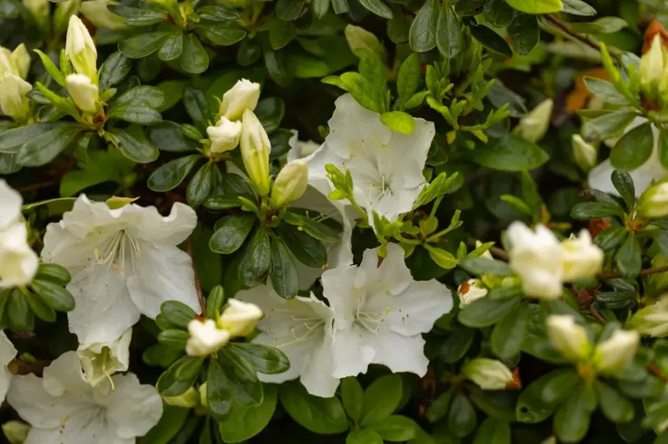 Japonské azalky: Inspirace z barevné zahrady