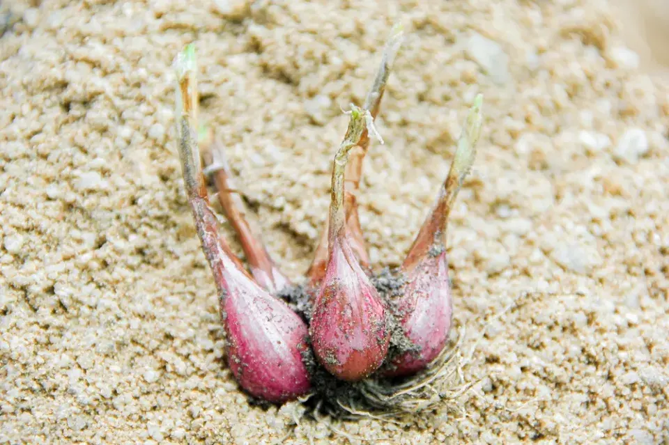 Pěstování v písku krok za krokem: Inspirace a výsledky, které vás překvapí