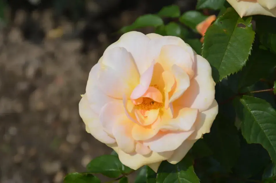 Správní sázení růží, díky kterým pokvetou jako z katalogu