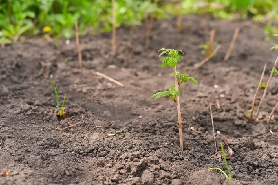 Péče o maliníky krok za krokem: Dubnový řez, hnojení a triky pro rekordní úrodu