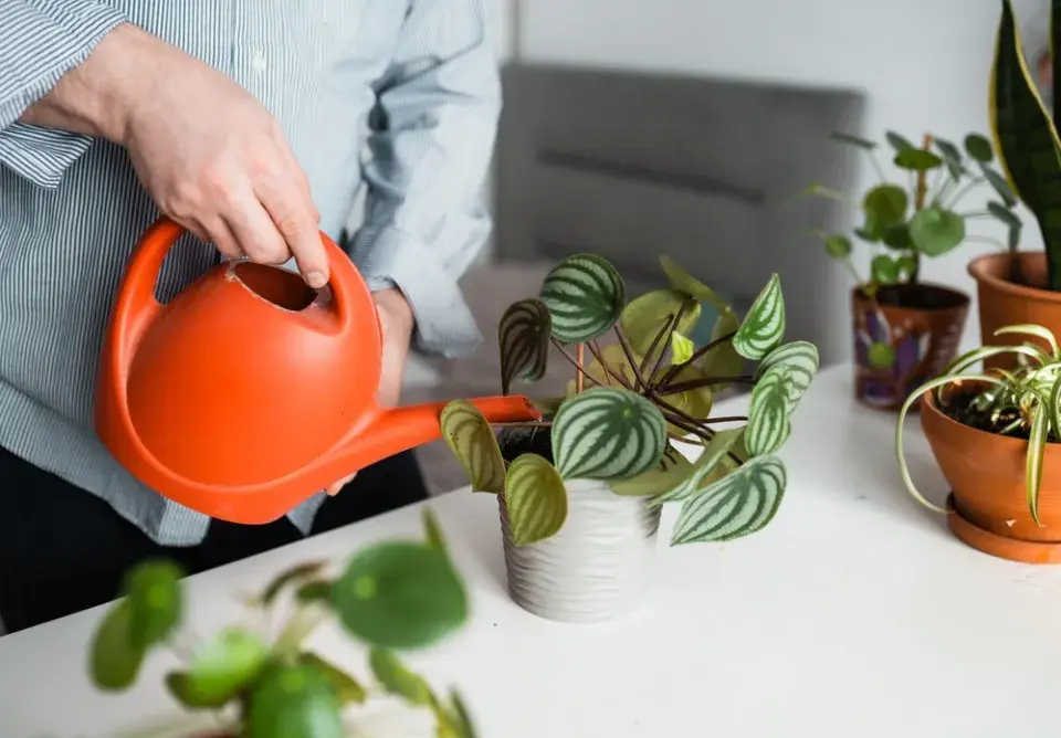 Když je vody moc: Jak vypadá přelitá pokojovka a její záchrana v praxi