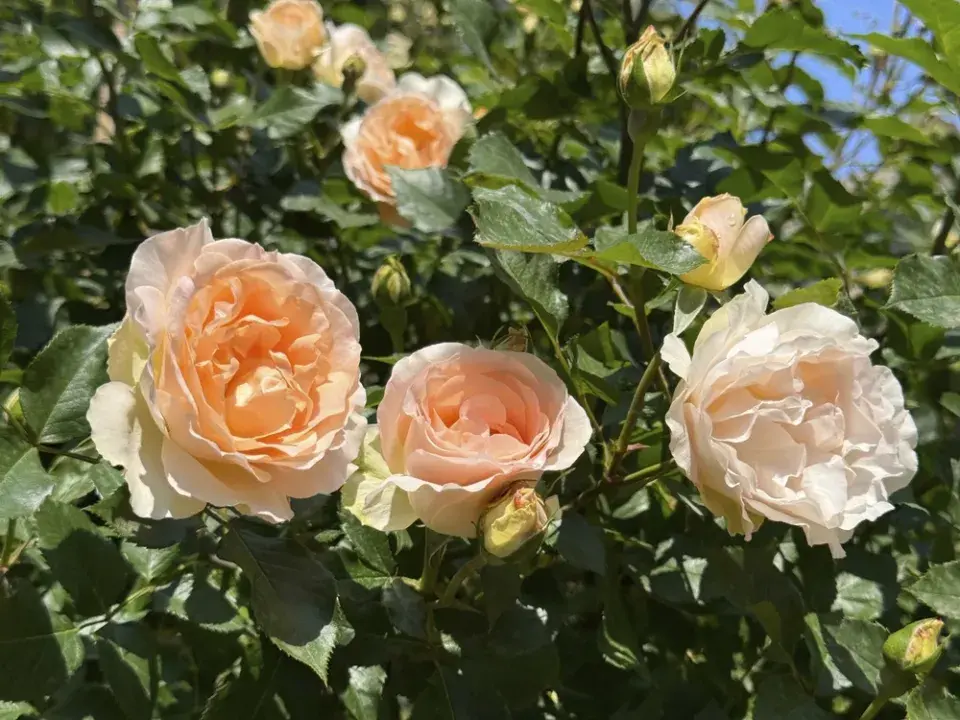 Správní sázení růží, díky kterým pokvetou jako z katalogu