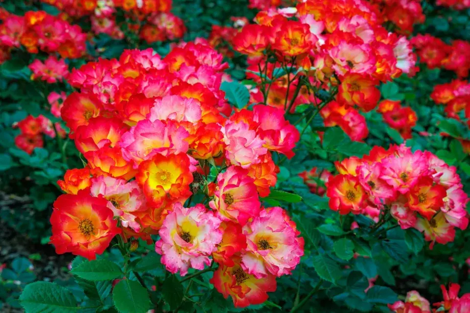 Správní sázení růží, díky kterým pokvetou jako z katalogu