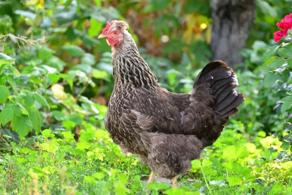 Zahrada plná zvířat: inspirace na chov zvířat i varování z praxe