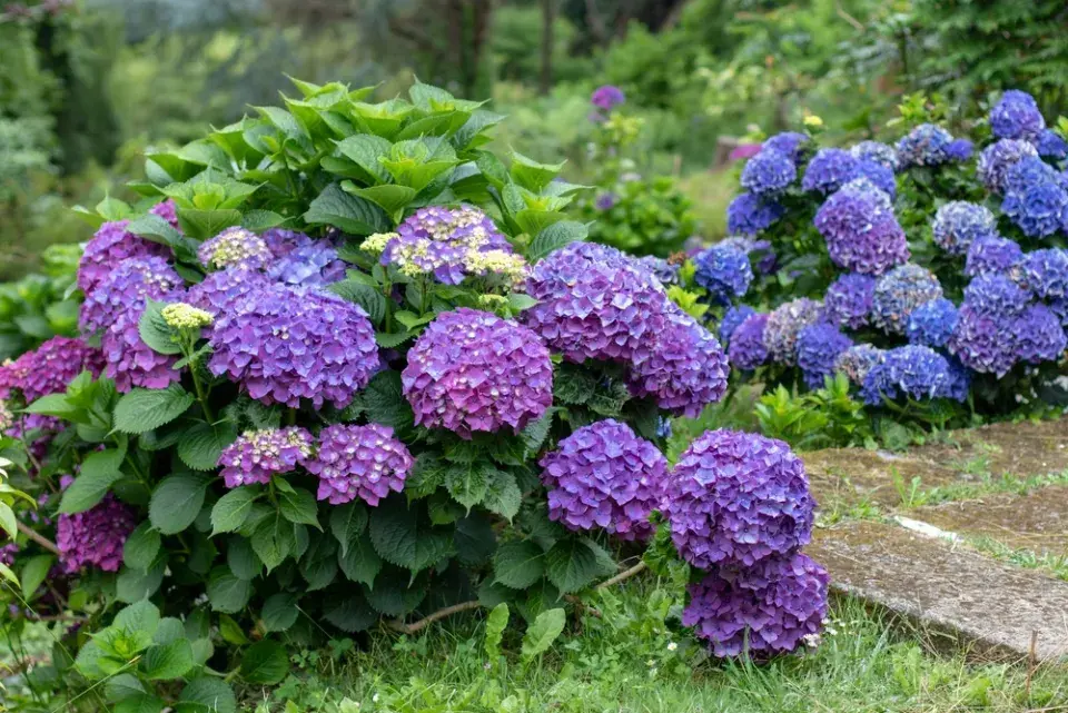 Chcete opravdu modrou hortenzii? Tohle rozhoduje o barvě květů víc než sazenice z obchodu