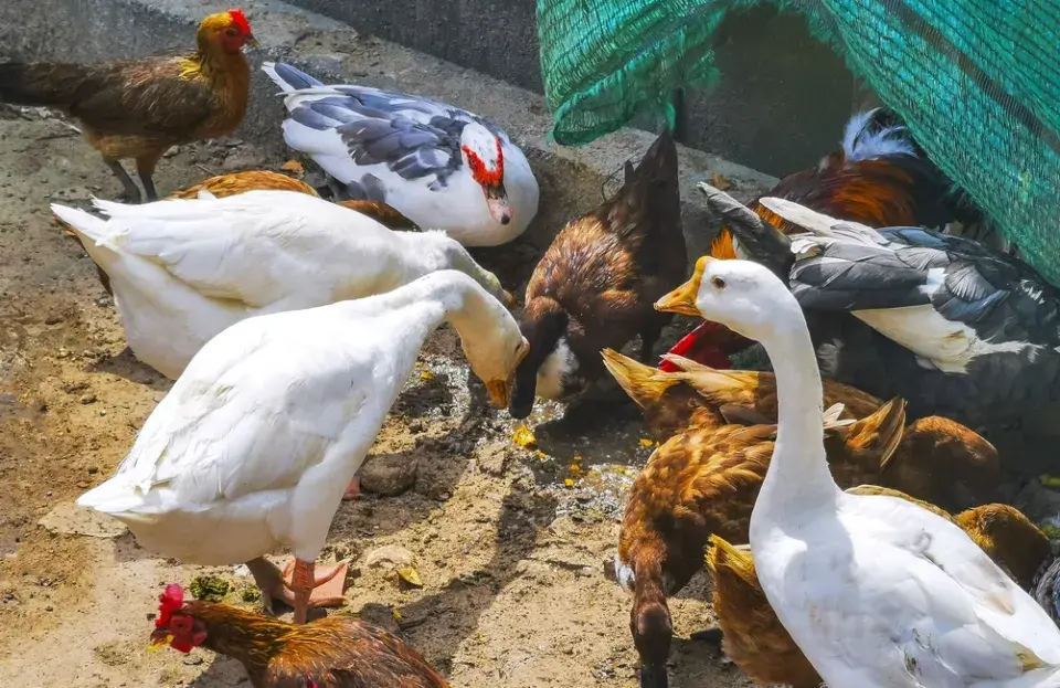 Zahrada plná zvířat: inspirace na chov zvířat i varování z praxe