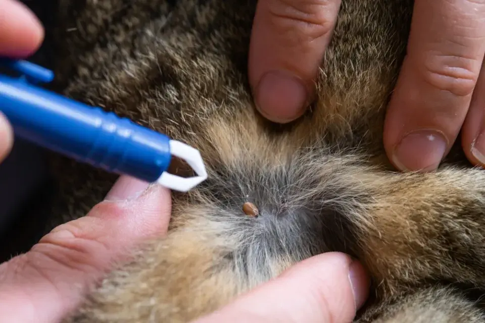 Klíšťata u psa: Nejčastější místa a správný postup odstranění