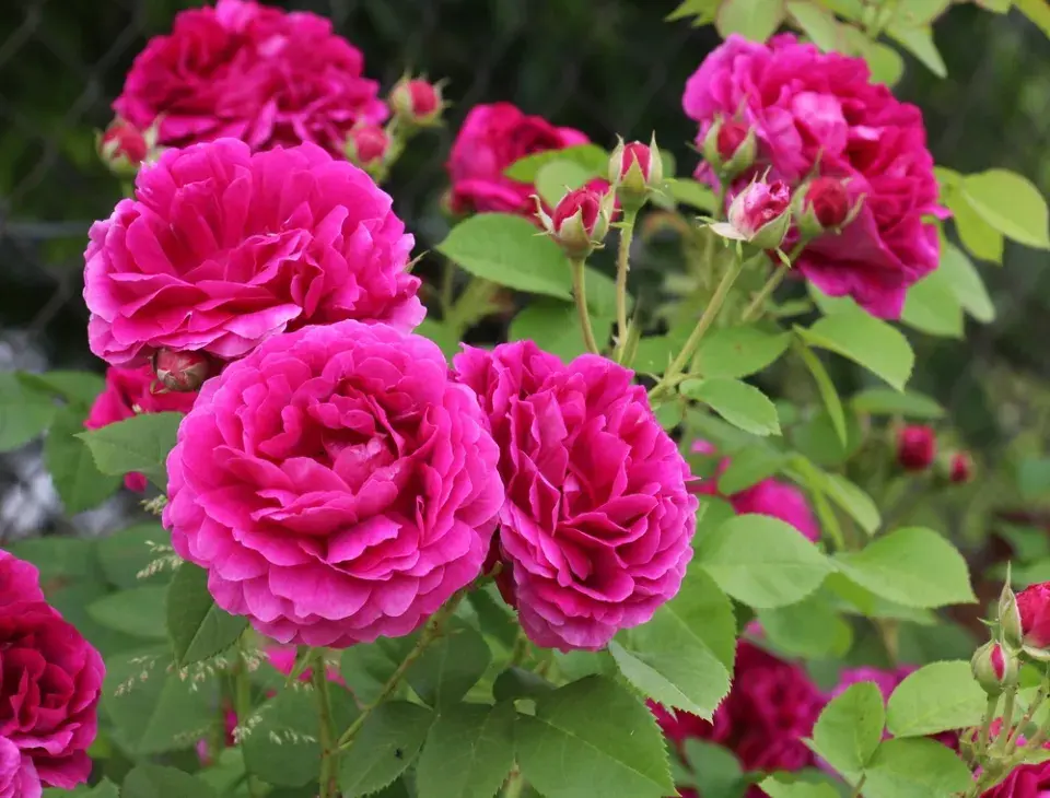 Správní sázení růží, díky kterým pokvetou jako z katalogu