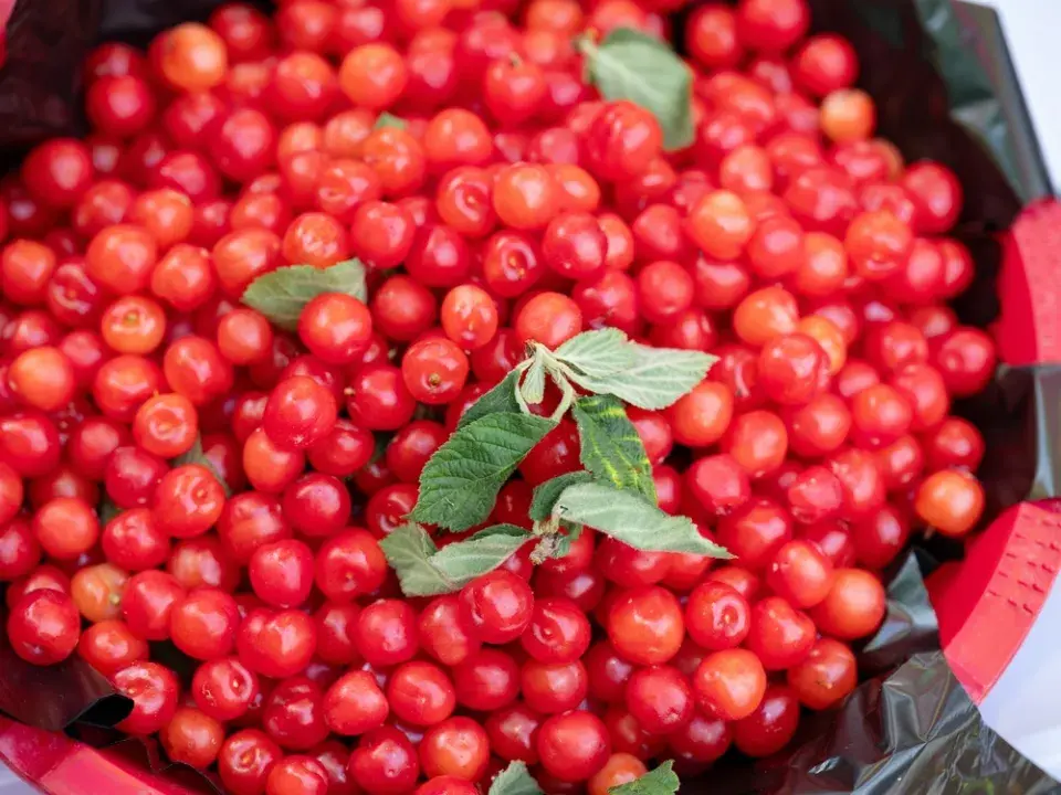 Schisandra čínská