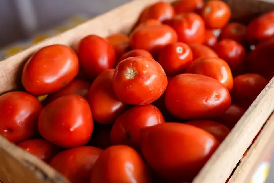 Rajčatový stan je důkazem, že i jednoduché pěstování rajčat může mít velký efekt