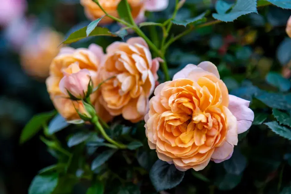 Správní sázení růží, díky kterým pokvetou jako z katalogu