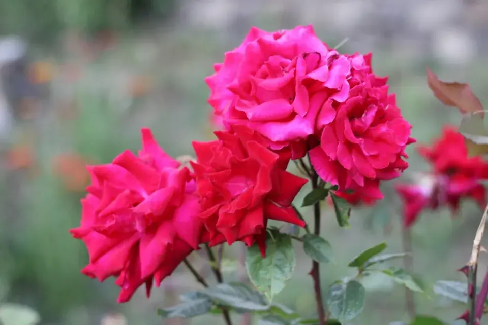 Správní sázení růží, díky kterým pokvetou jako z katalogu