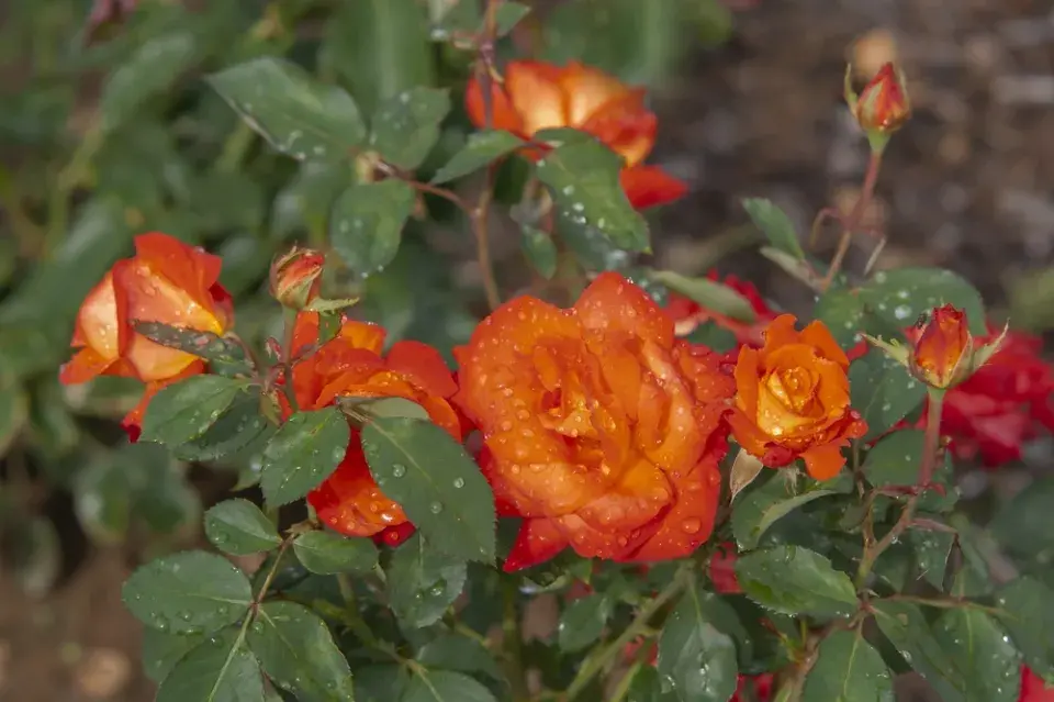 Správní sázení růží, díky kterým pokvetou jako z katalogu