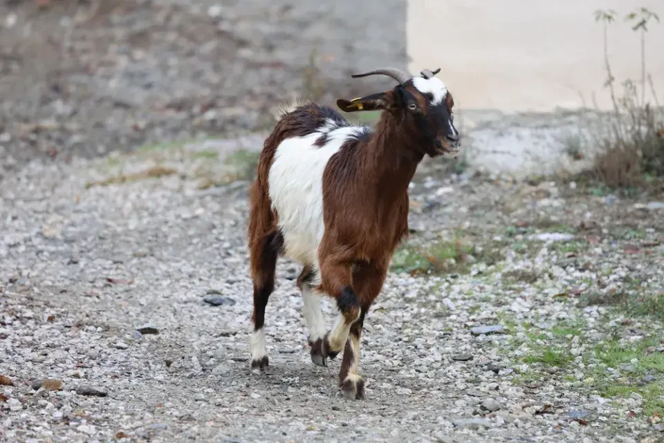 Zahrada plná zvířat: inspirace na chov zvířat i varování z praxe
