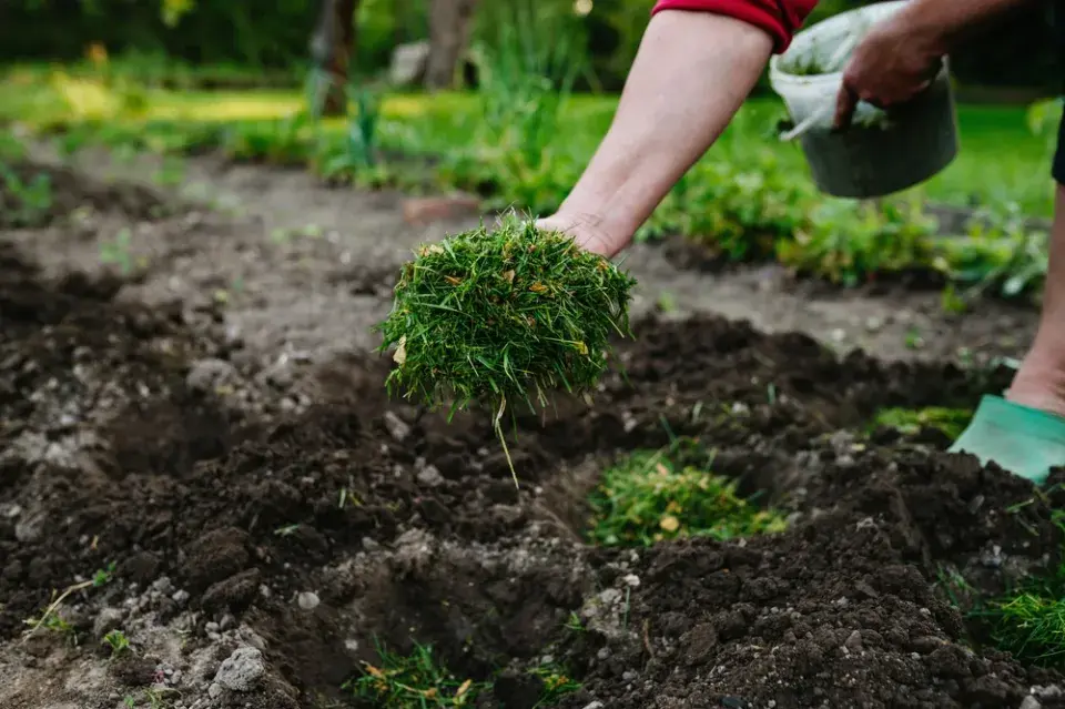 Pravidla mulčování posečenou trávou: Kde pomůže a kdy může škodit