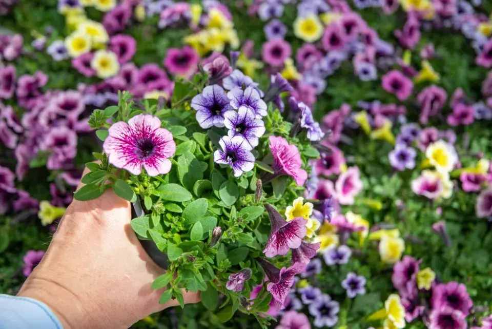 Péče o balkonové rostliny