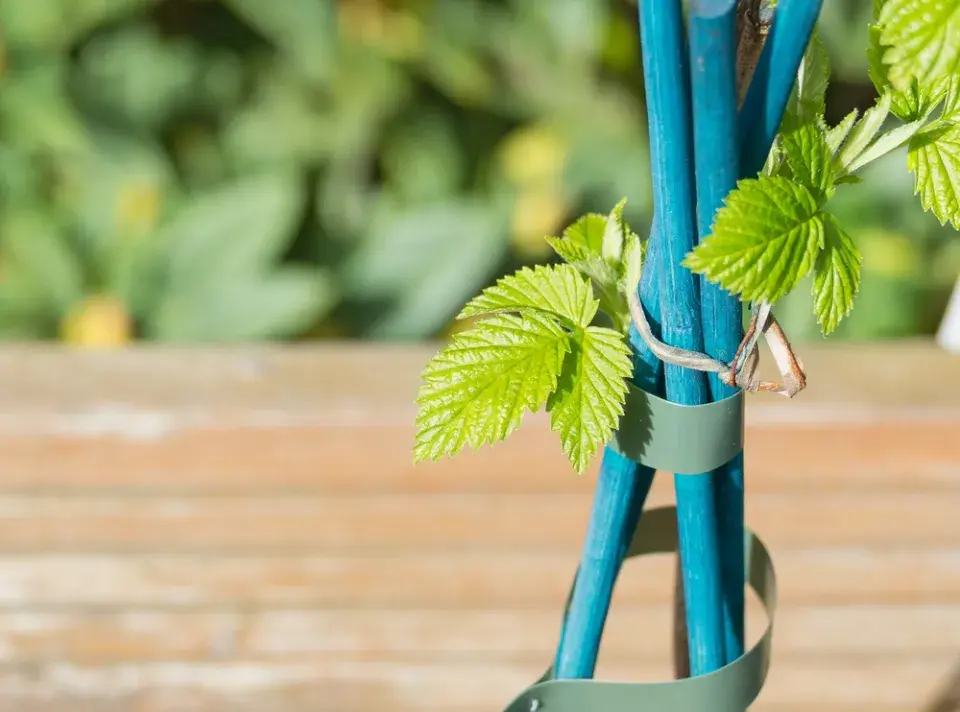 Péče o maliníky krok za krokem: Dubnový řez, hnojení a triky pro rekordní úrodu