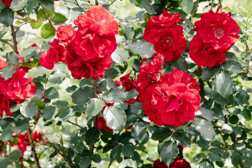 Správní sázení růží, díky kterým pokvetou jako z katalogu