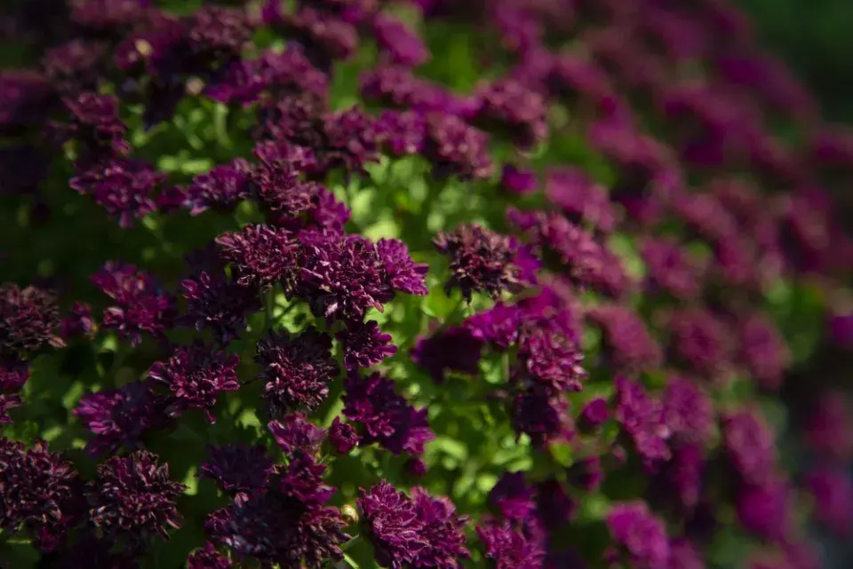  Jak pěstovat voňavý vanilkový keřík celé roky